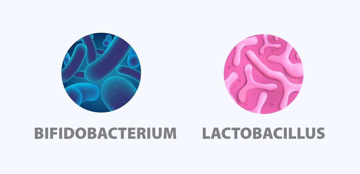 bifidobacterium lactobacillus
