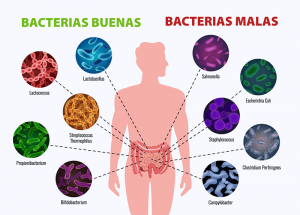 bacterias buenas y malas